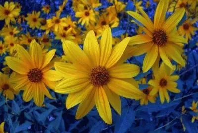 פאזל של flores