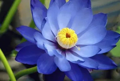 פאזל של flores