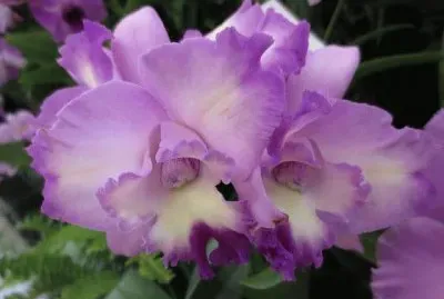 פאזל של flores