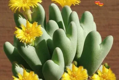 פאזל של flores