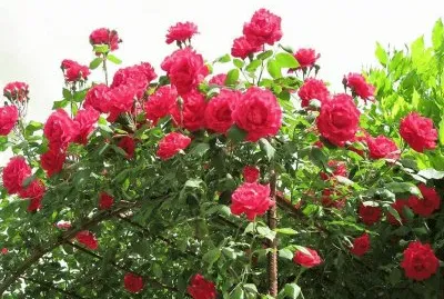 flores
