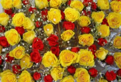 Red and yellow roses