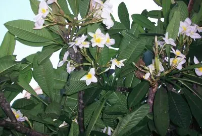 nature fleurs de frangipanier