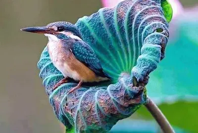 ×¦×™×¤×•×¨ jigsaw puzzle