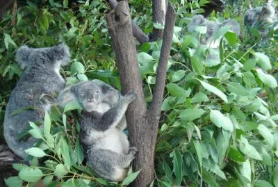 SantuÃ¡rio dos Koalas - AustrÃ¡lia