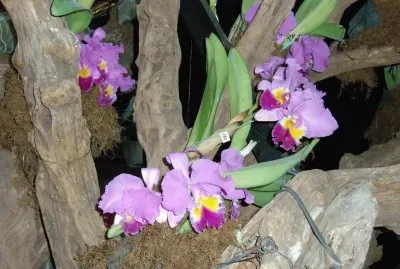 orquÃ­deas