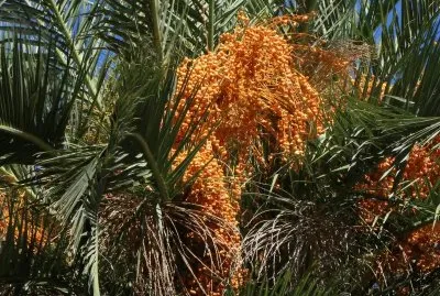 dÃ¡tiles