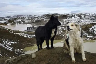 perros escaladores jigsaw puzzle
