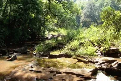 En la selva misionera. Argentina
