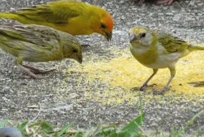 Canarios silvestres jigsaw puzzle