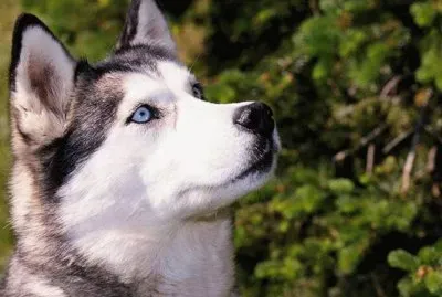 siberiano