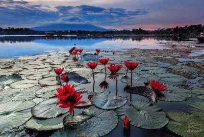 Seerosen jigsaw puzzle