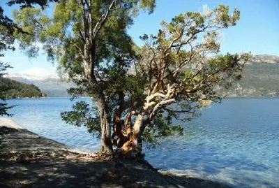 En la Patagonia Argentina