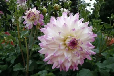 dalias