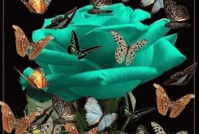 פאזל של borbaletas