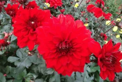 dalias