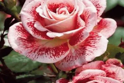 rosas
