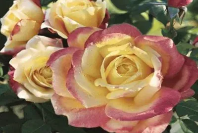 rosas