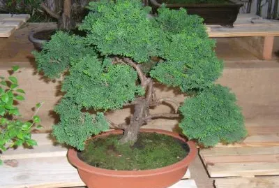 פאזל של bonsai