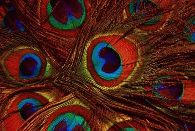 Peacock Feathers jigsaw puzzle