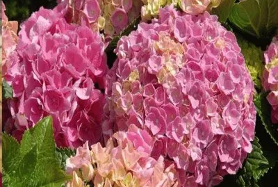 hortencia