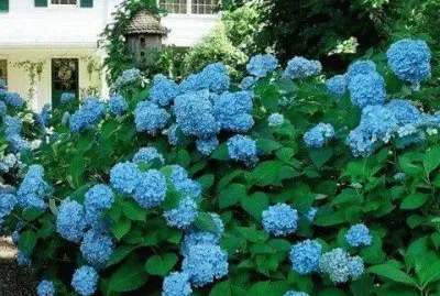 hortencia