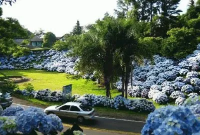 hortencia