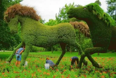 imagens  de  flores