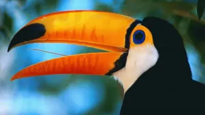 tucan jigsaw puzzle