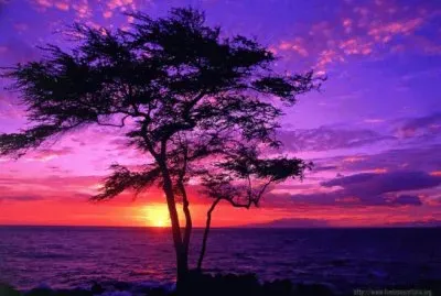 ocaso violeta
