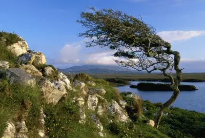 Natureza jigsaw puzzle
