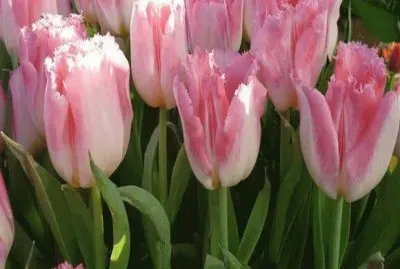 tulipas