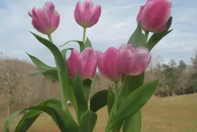 tulipas