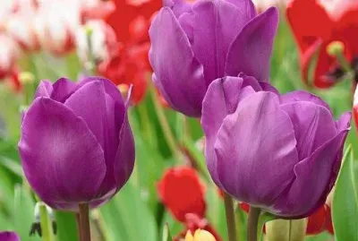 tulipas