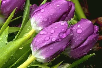 tulipas