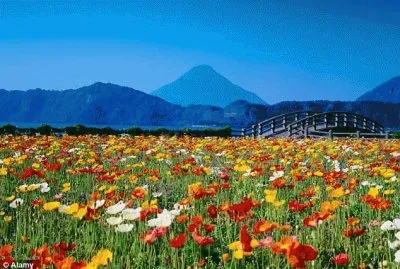 tulipas