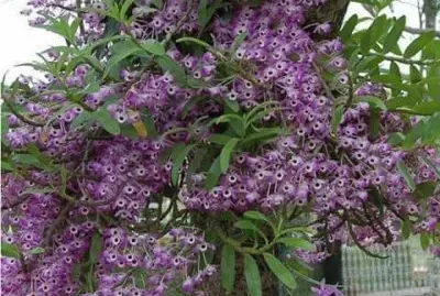 jardin jigsaw puzzle