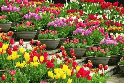 jardin jigsaw puzzle