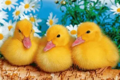 ut gv46drt vhjg5f hjzt jigsaw puzzle