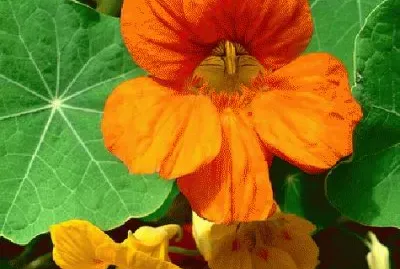 פאזל של flores