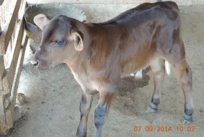 Bezerro