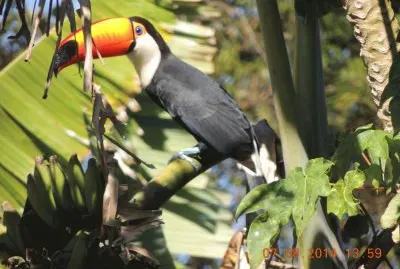 Tucano jigsaw puzzle