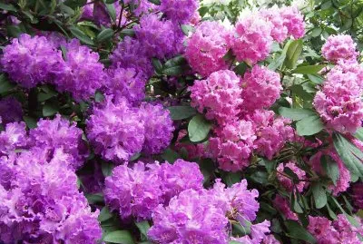 Flores Tricolores jigsaw puzzle
