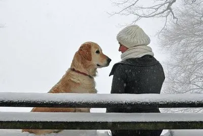 animais