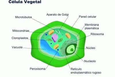 Actividad de exploraciÃ³n de conocimientos previos