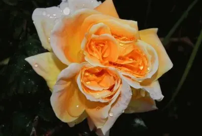 rosas gemelas