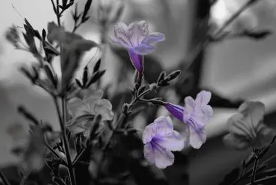 פאזל של fantasia