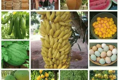 פאזל של frutas