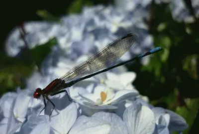 libÃ©lula