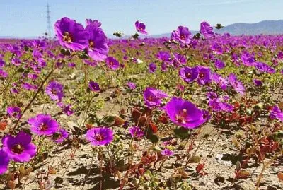 פאזל של Natureza